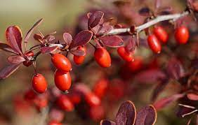 Barberry