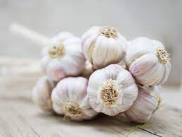 Garlic